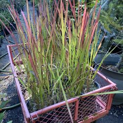 Very Full Japanese Bloodgrass Plants