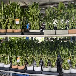 Lucky Bamboo In Clay Pot. SPECIAL PRICE 🤩