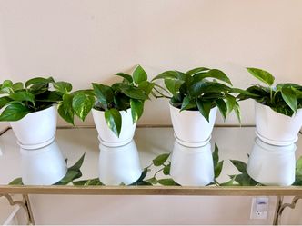 Live golden Pothos silvery Ann money plants in 6” pot
