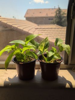 Pothos plants