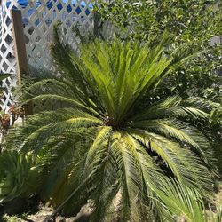 Sago Palm