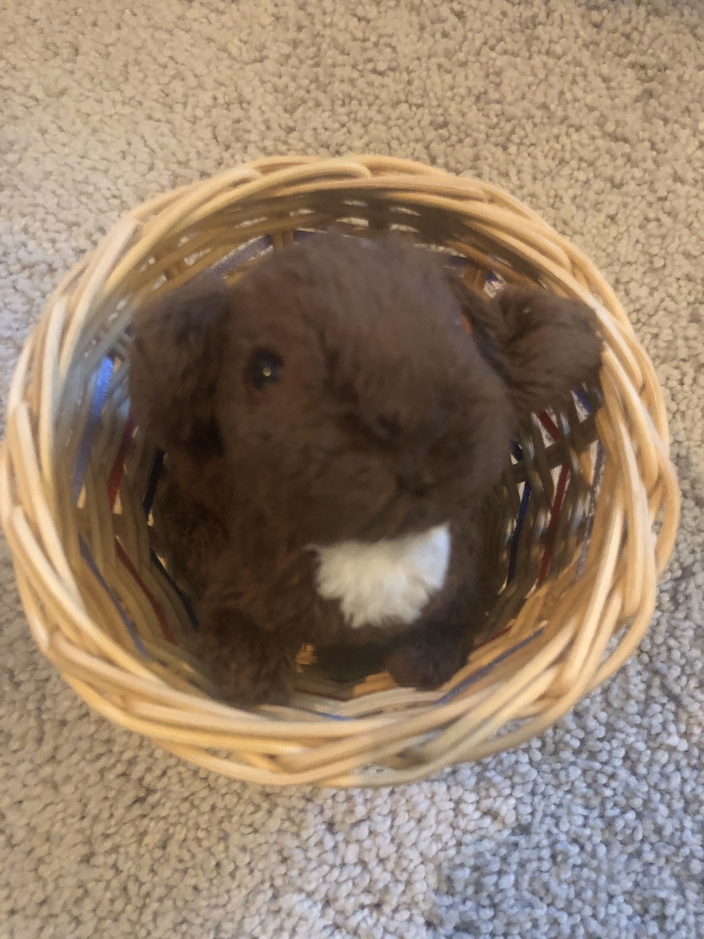 American Girl Doll Nutmeg