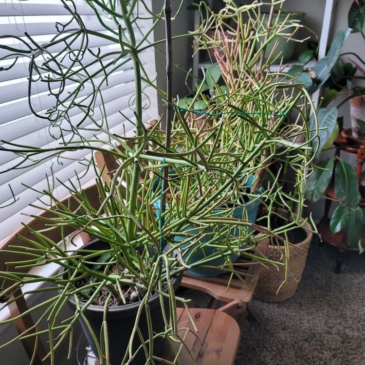 Last days for BUNDLE OF MEDIUM & LARGE Sized House Plants $200