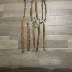 Cutting Available For Plants Tindora,Neem, PARIJAT,all Kind Of Jasmine 