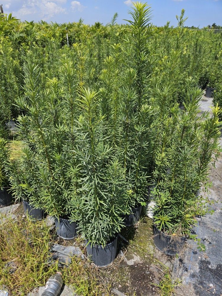 podocarpus. clusias small medium large Instant Privacy Hedge For Fence Green Full staring $ 9.50 and up