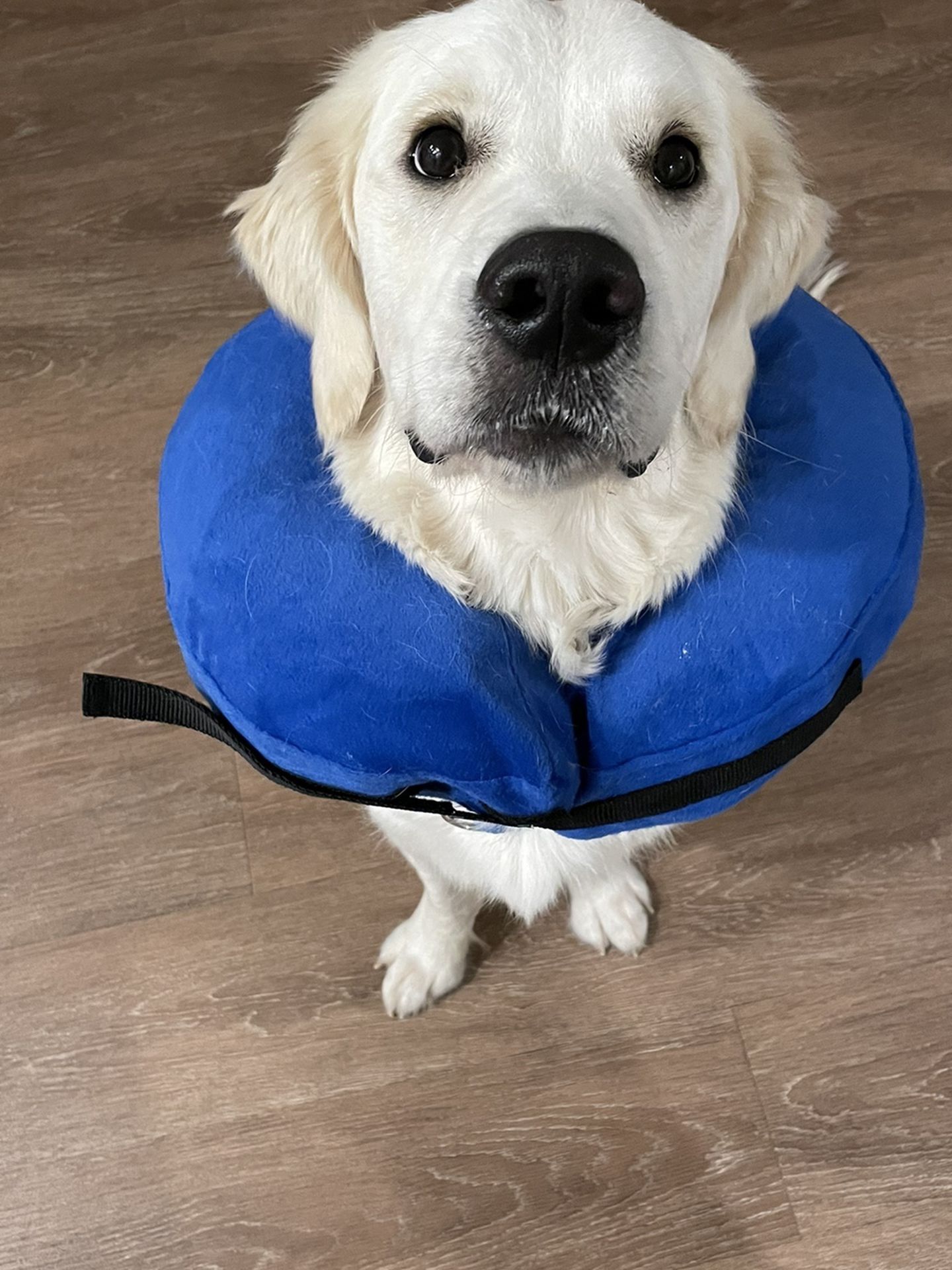 Inflatable Collar For Dogs and Cats
