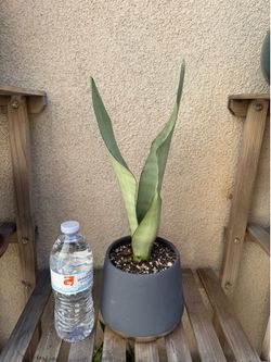 Moonshine Snake Plant