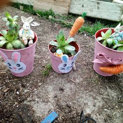 Succulents