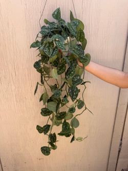 6” scindapsus silver satin