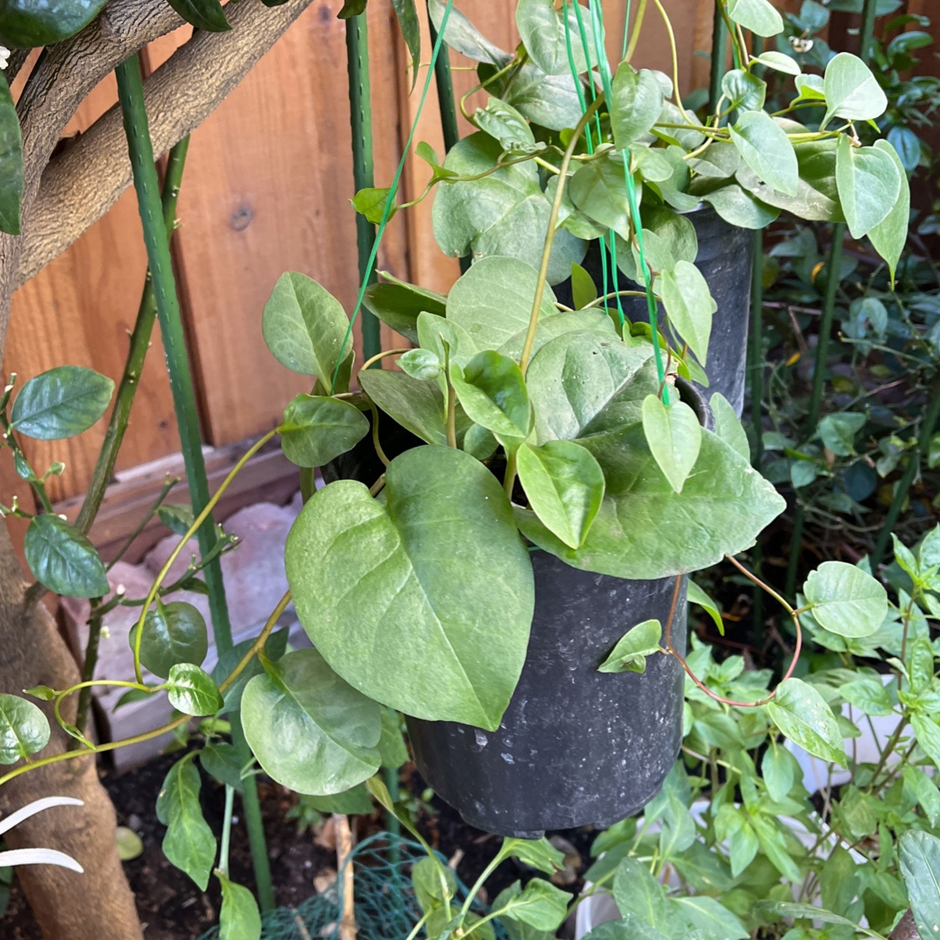 Malabar Spinach