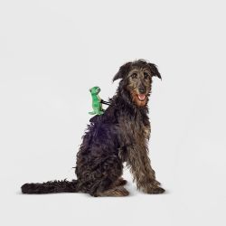 Dino Rider Dog Costume