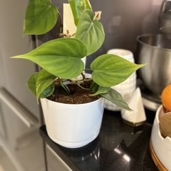 Houseplant Heart Leave Philodendron 