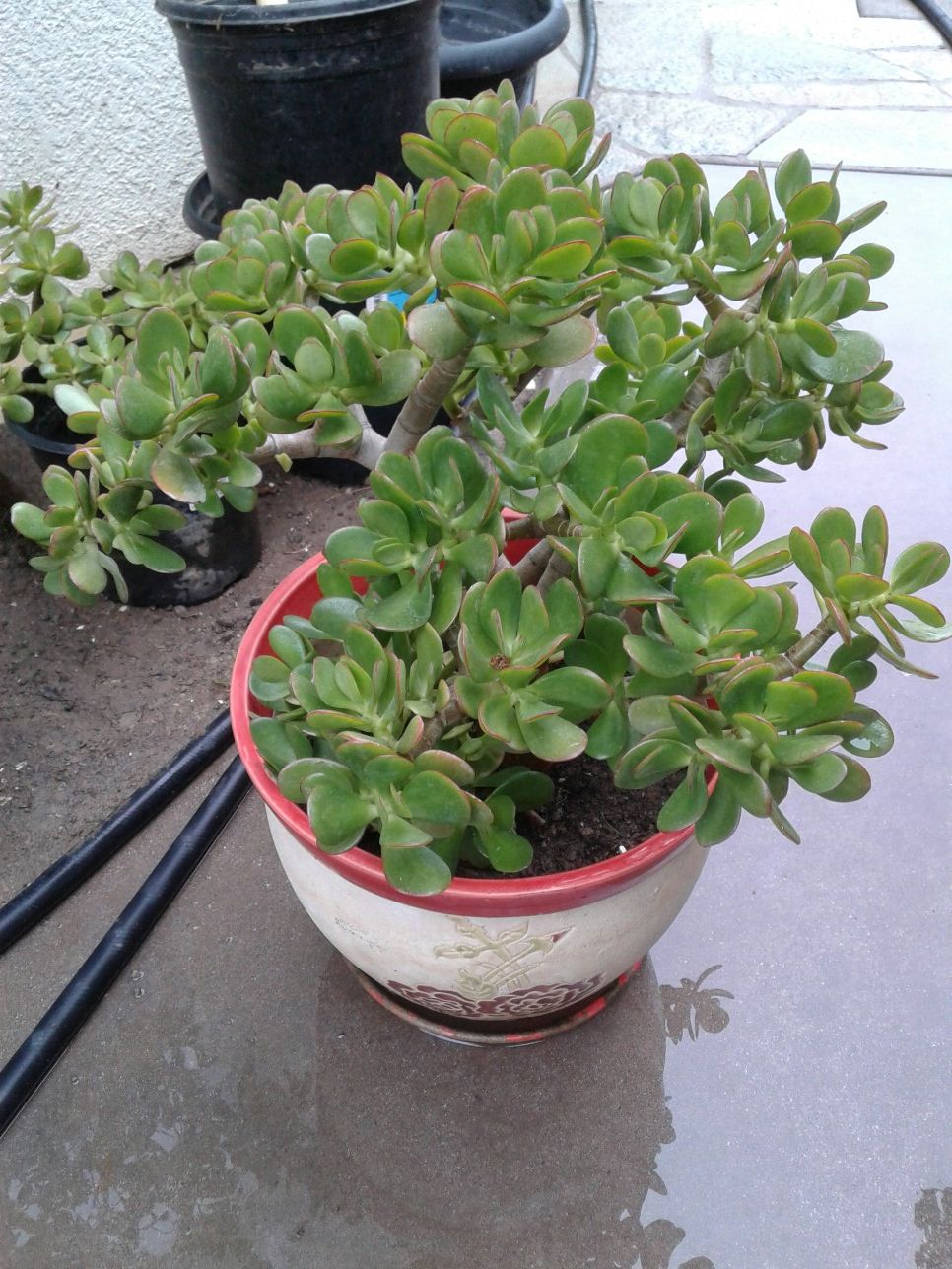 Healthy Big Jade Bonsai in Oriental Pot