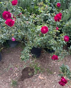 Roses Plants