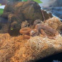 Young Corn Snake With Tank 