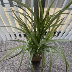 House Plant 