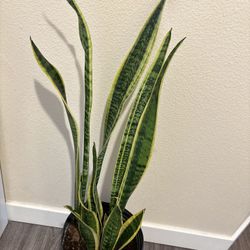 Toll Snake Plant