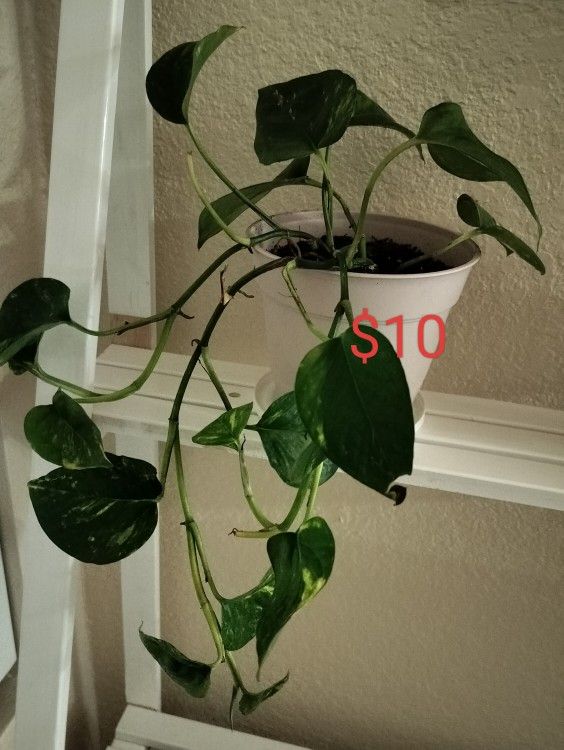 Pothos plant/ indoor