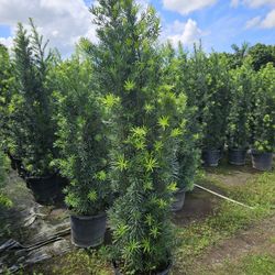 podocarpus  7 feet tall Instant Privacy Hedge For Fence 