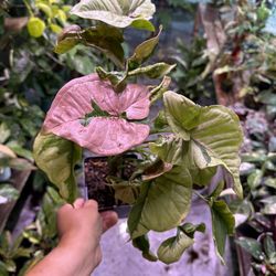 5” Syngonium Pink Lava