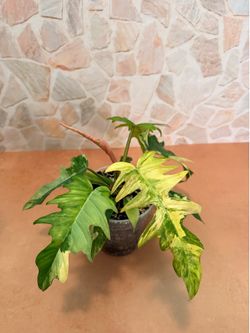 Philodendron Florida Beauty x Tortum Variegated Plant - 5inch