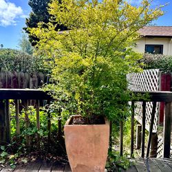 Large “Sunshine” Ligustrum Shrub in big clay planter