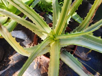 Aloe Arborences Variegated 1g