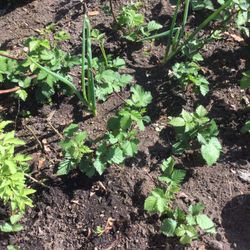 Rooted Blackberry Plants