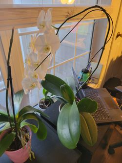 Orchids
