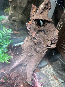 Drift wood