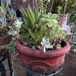Beautiful Succulent Arrangement And Big Spot 
