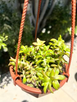 Sedum adolphii succulent in a 5’ hanging basket