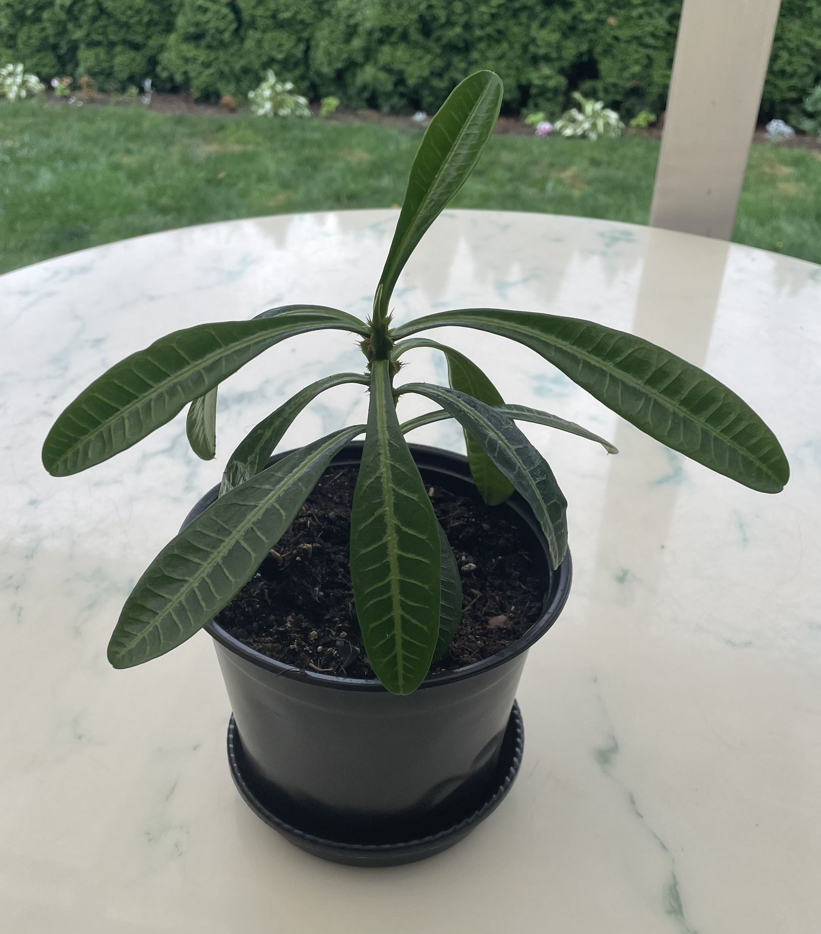 The Madagascar Palm Tree ‘Pachypodium Lamerei’ (Out/In Door Life Plant)