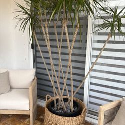 Beautiful Plant With Wicket Packet And Solid Planter It Weights. 