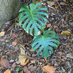 Tree Plant