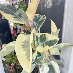 Ficus Tineke White Variegated Rubber Plant