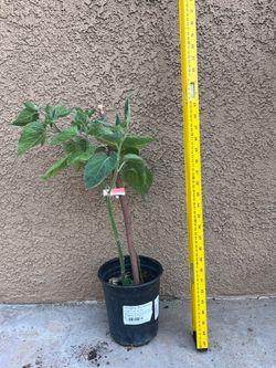 Ground cherry plant $12
