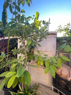 Avocado tree
