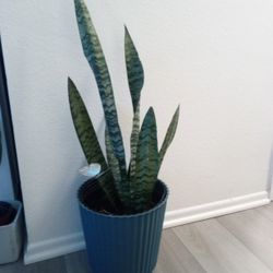 Sansevieria Plant