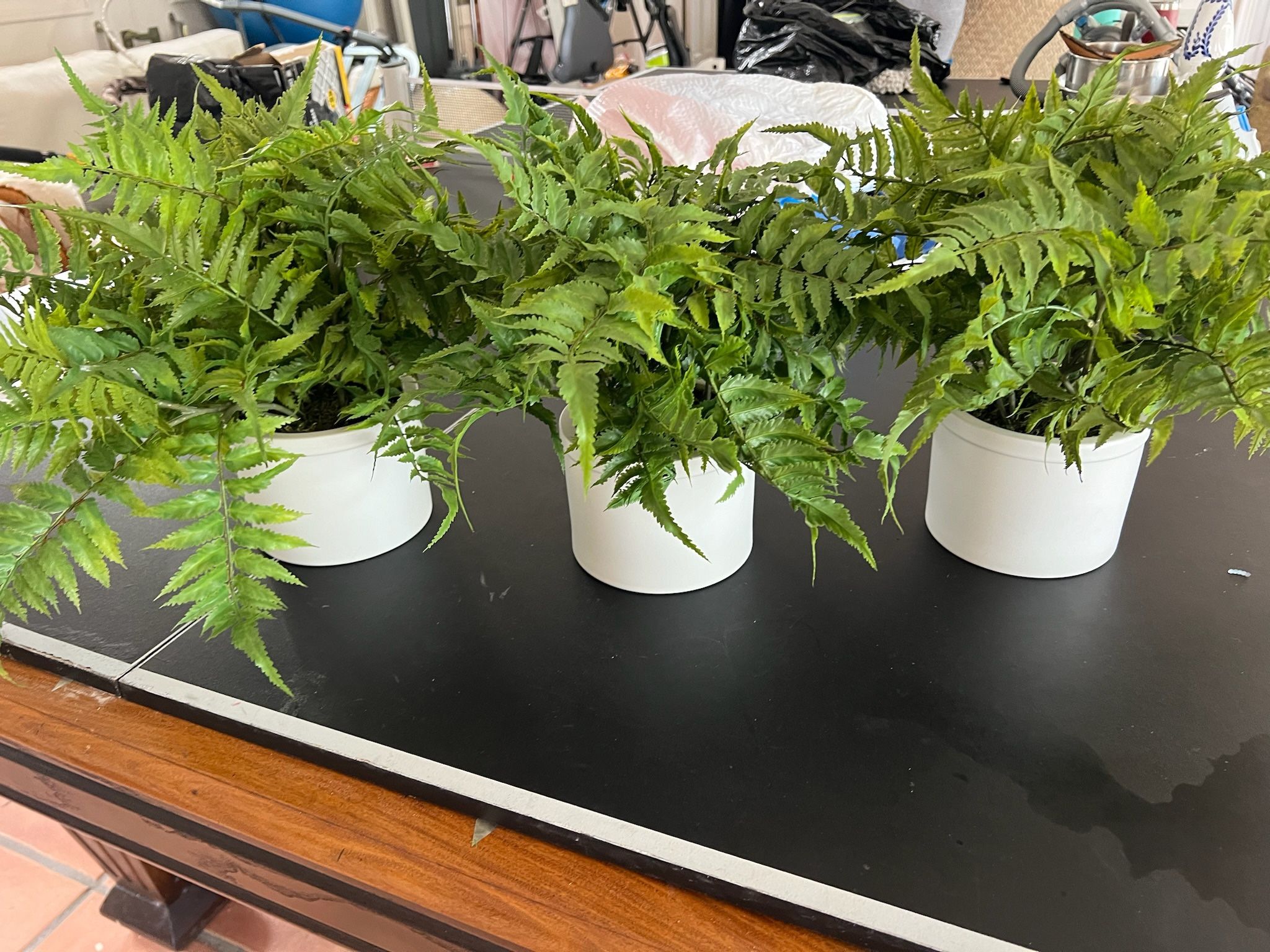 Plants Fake