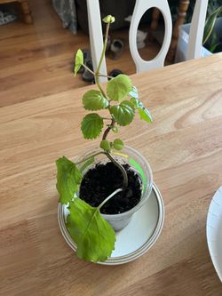 Plant $5
