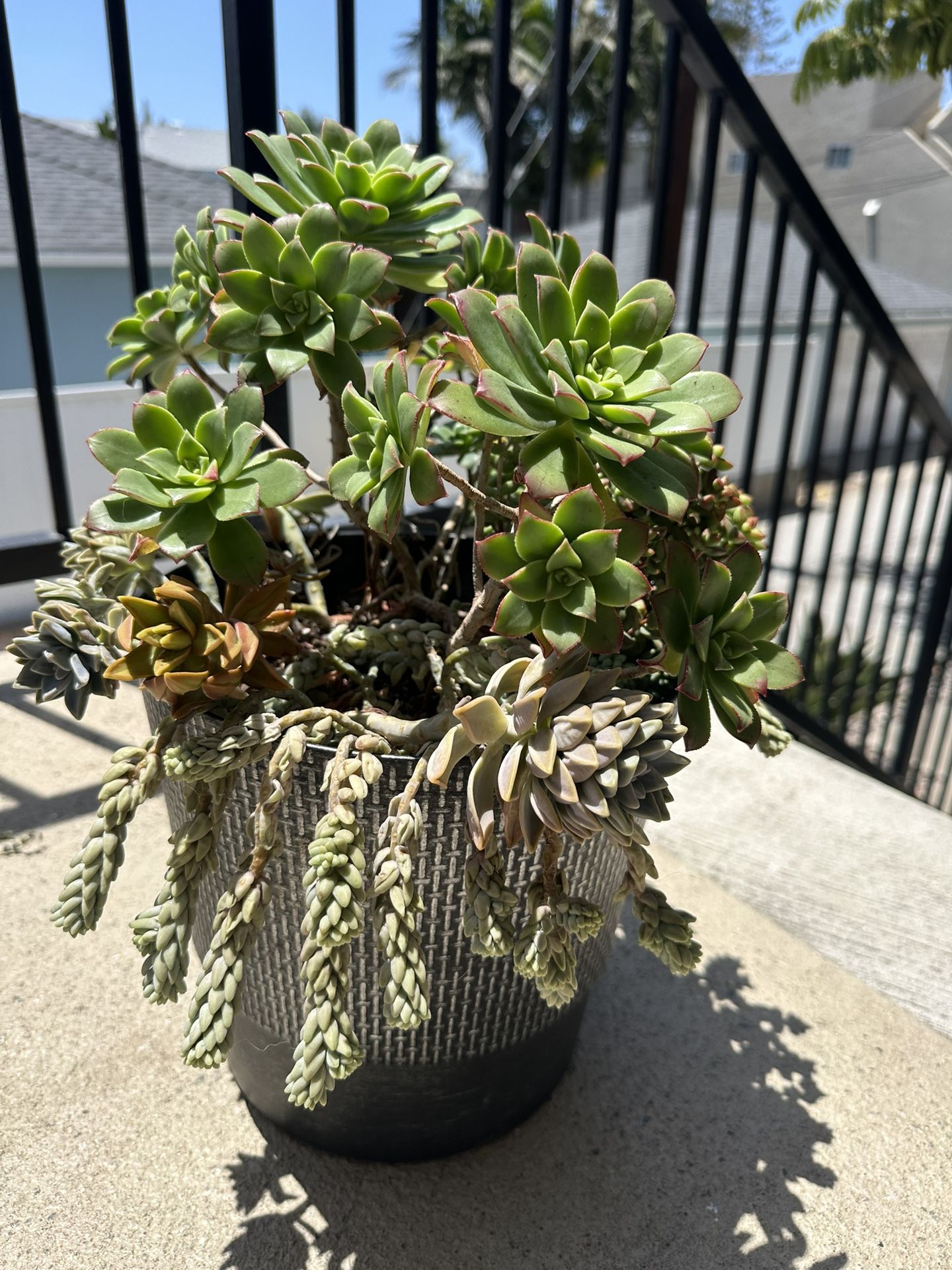 Succulent Plant