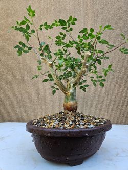 Old Bursera Fagaroides ( Torchwood Copal ) Bonsai Tree