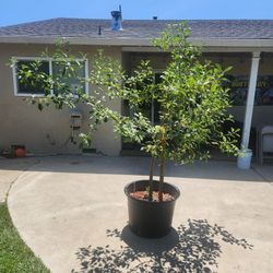 Apple Tree