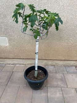 Mission fig  patio tree