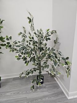 Large Artificial Ficus Tree in Black Pot