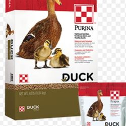 Duck Food 