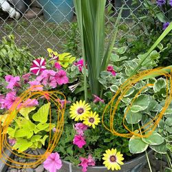 Free plant, cuttings, geraniums, vinca, vine, and potato vine  I am in Colton