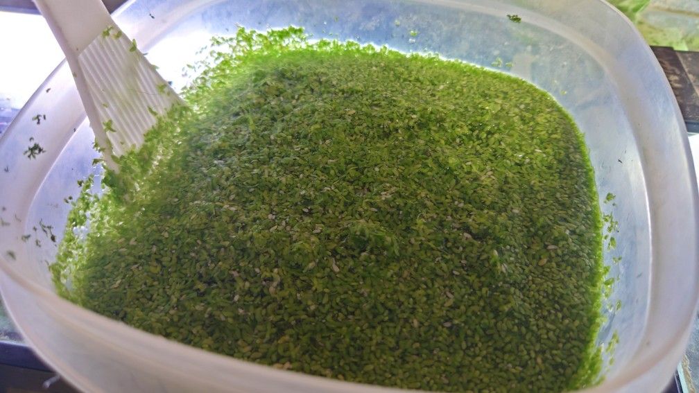 Duckweed