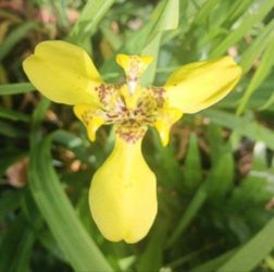 Walking Yellow Iris Blooms all Year Attracts butterflies